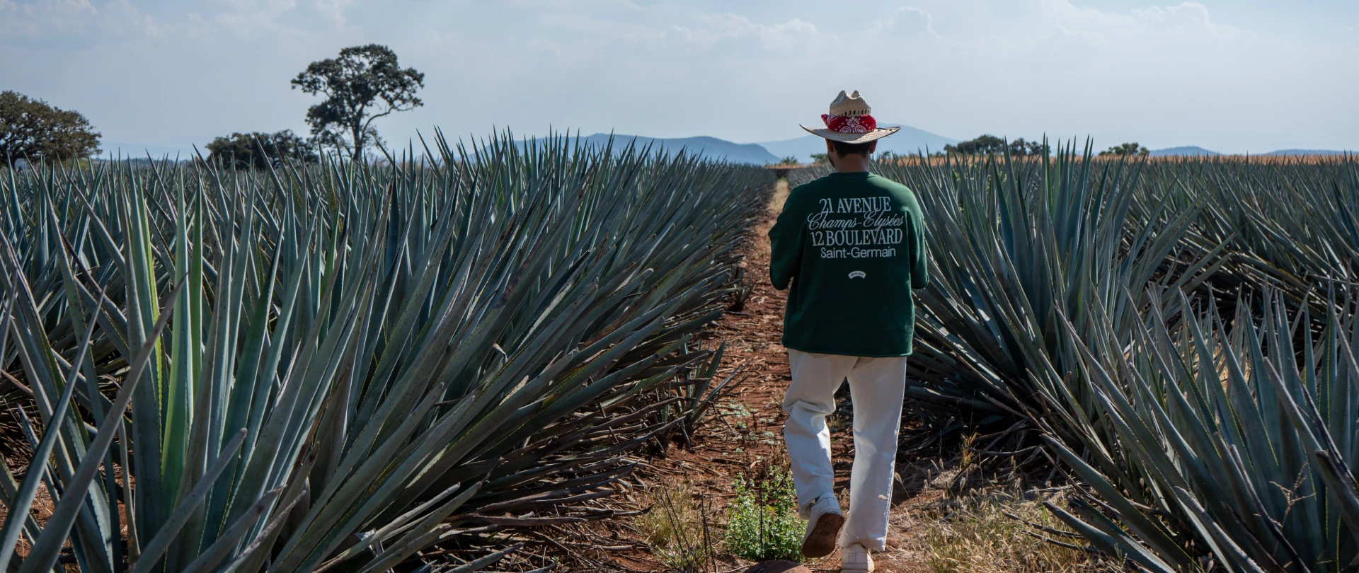 Agave fields stretching to the horizon in Jalisco